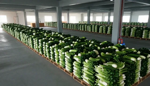 如何选择适合的鲜切蔬菜种苗供应方案?